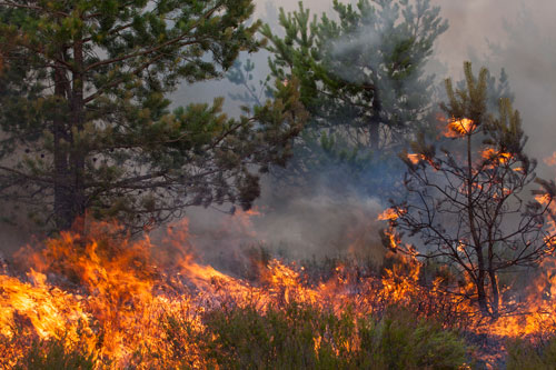 Deadly Wildfires: Can You File a Wrongful Death Lawsuit?