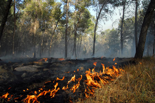 California’s Wildfires: Is the Cause the Same As in Previous Fires?
